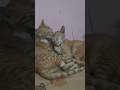 ❤️😺❤️#cat #catlove #shorts #viralshorts #viralvideo #sister #cute
