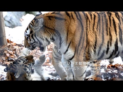 アムールトラの親子 - YouTube