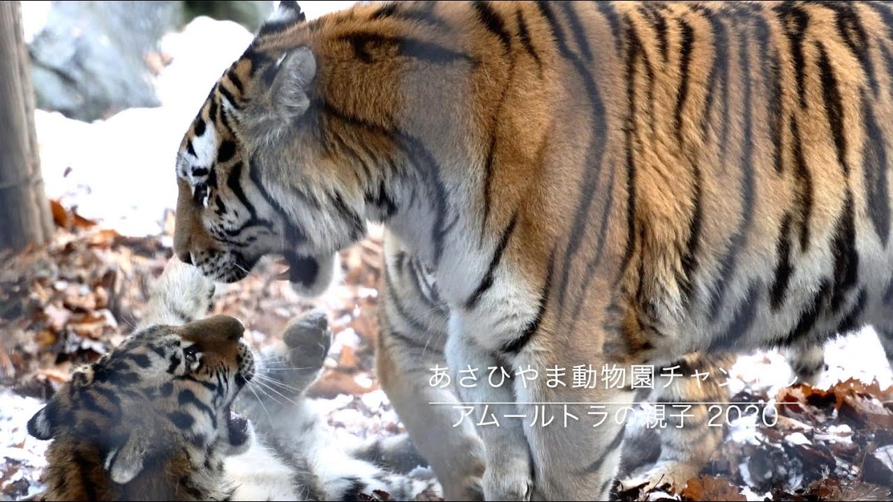 アムールトラ(子トラ）リング 旭山動物園応援企画 旭山動物園応援企画】アムールトラ(子トラ）リング（VBGR1507__