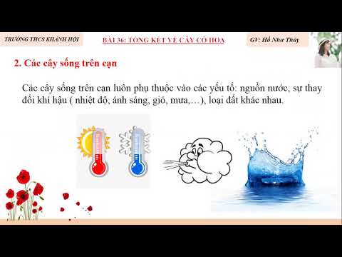 Sinh Học 6 - TUẦN 24 - CHỦ ĐỀ: TỔNG KẾT VỀ CÂY CÓ HOA