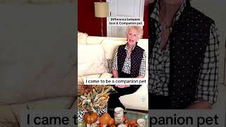 600 Soul Contract W Pet Soul Pet Vs Companion