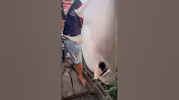 Câu cá đồ đém sông tiền ( p tt ) #fishing #caucathugian #fish #cuoccauca #mientay