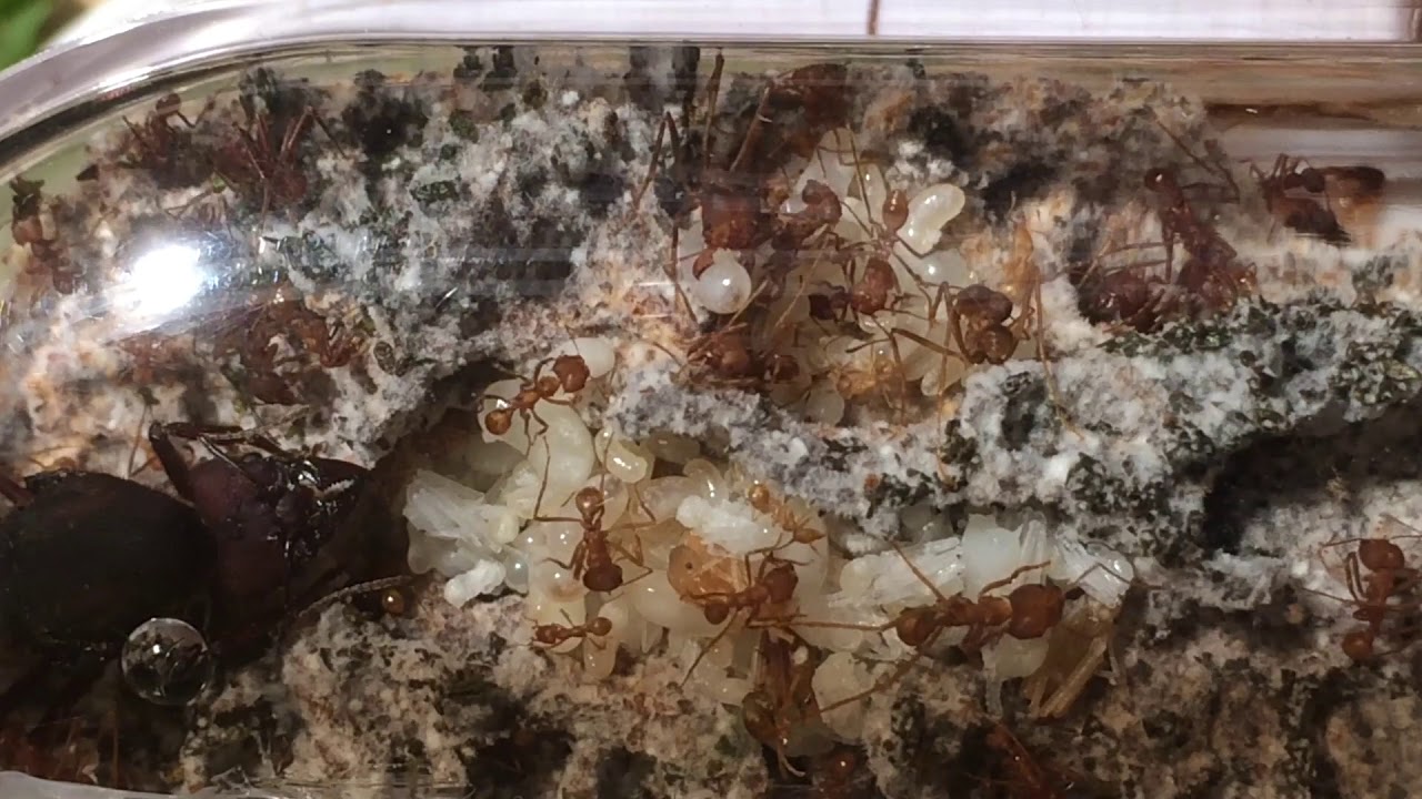 Atta sexdens 10-5-'17 young colony, startende kolonie van ...