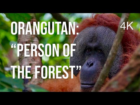 How Orangutans Reforest the Jungle