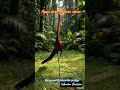 Dikejar ayam jelmaan setan ..#shortsfeed #horor #lucu #ngakak #ayamlucu #ayamhutan #comedy