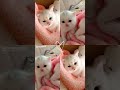 #aboneolmayiunutmayin #cat #cute #kitten #hellokittykitchenset #sanrio #dance #labubu #love #