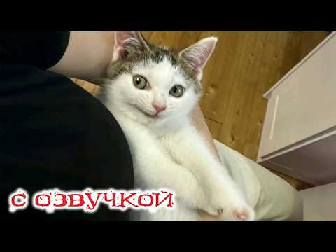 Приколы с котами! С ОЗВУЧКОЙ! Самые Смешные Животные! СМЕШНЫЕ коты и СОБАКИ! ДО СЛЁЗ!