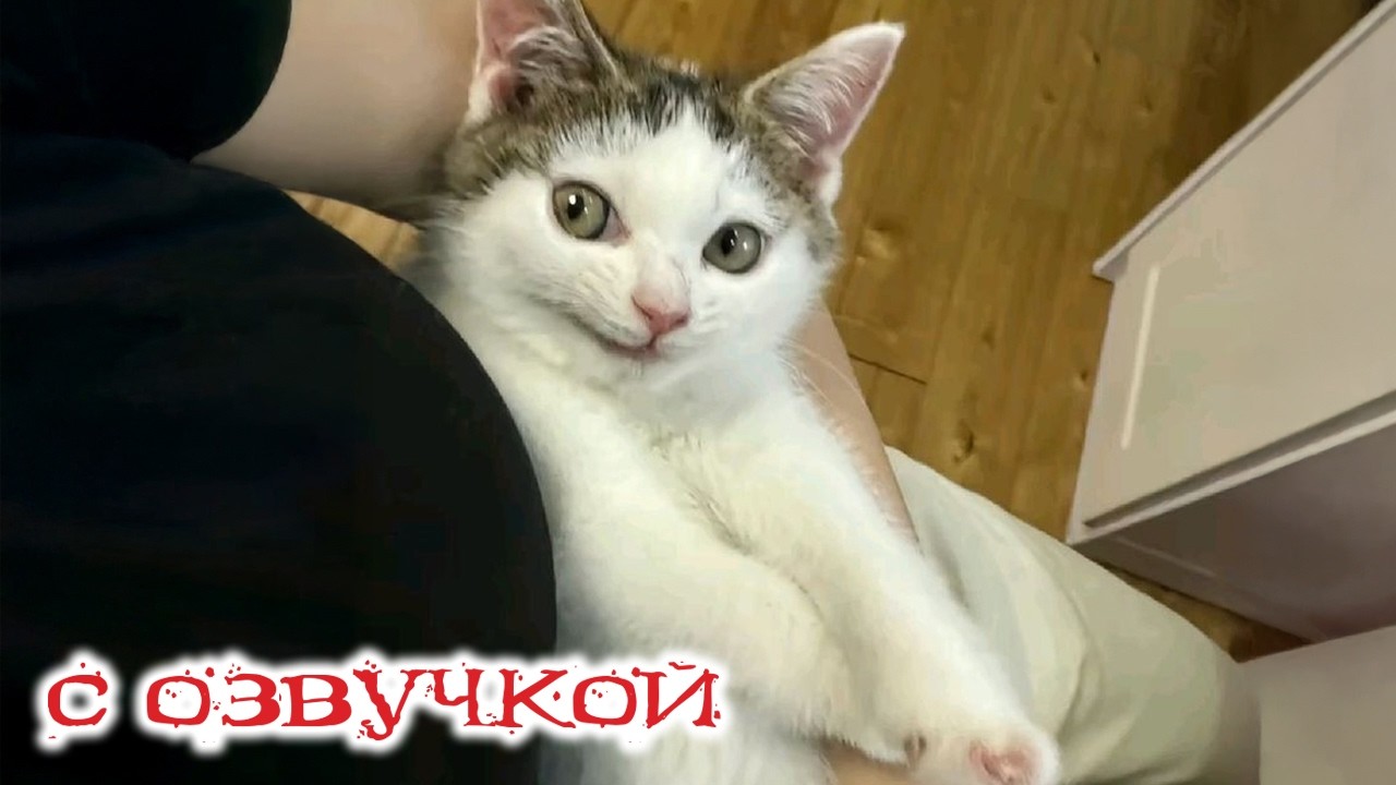 Приколы с котами! С ОЗВУЧКОЙ! Самые Смешные Животные! СМЕШНЫЕ коты и СОБАКИ! ДО СЛЁЗ!