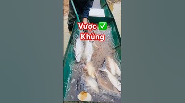 @cadacsan ✅ Thu hoạch Cá Chẽm (Vược) khủng #cávược #cáchẽm 0348011666 @thuysanwork #barramundi
