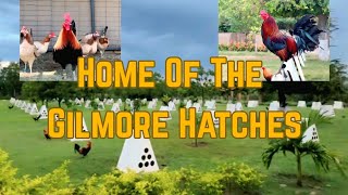 GameFarm Visit | Home Of The Gilmore Hatches
