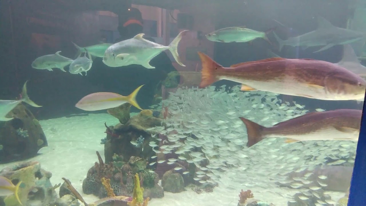 Mote Marine large bay tank from lower level