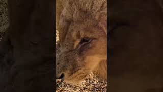 Why A Lion Gets Cranky | The Lion Whisperer