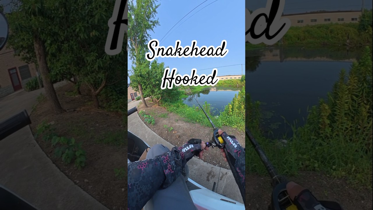 Snakehead Fish Hooked in Wild Lake  
