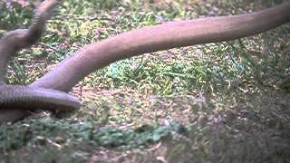Eastern brown snakes fighting