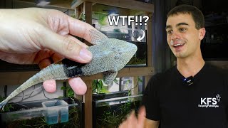I Can’t Believe I Got These! (Chameleon Whiptails)