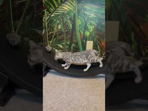 JungleBeauty Bengals video thumbnail