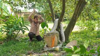 👉 🔥 72 Hours of Terror 😱 Giant Python Drops from Ancient Tree While Girl Harvests Bamboo Shoots!