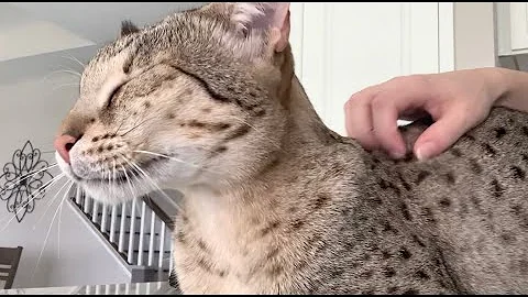 Video 1027681: big f2 savannah cat, cat purring, gentle giant cat, sweet purring