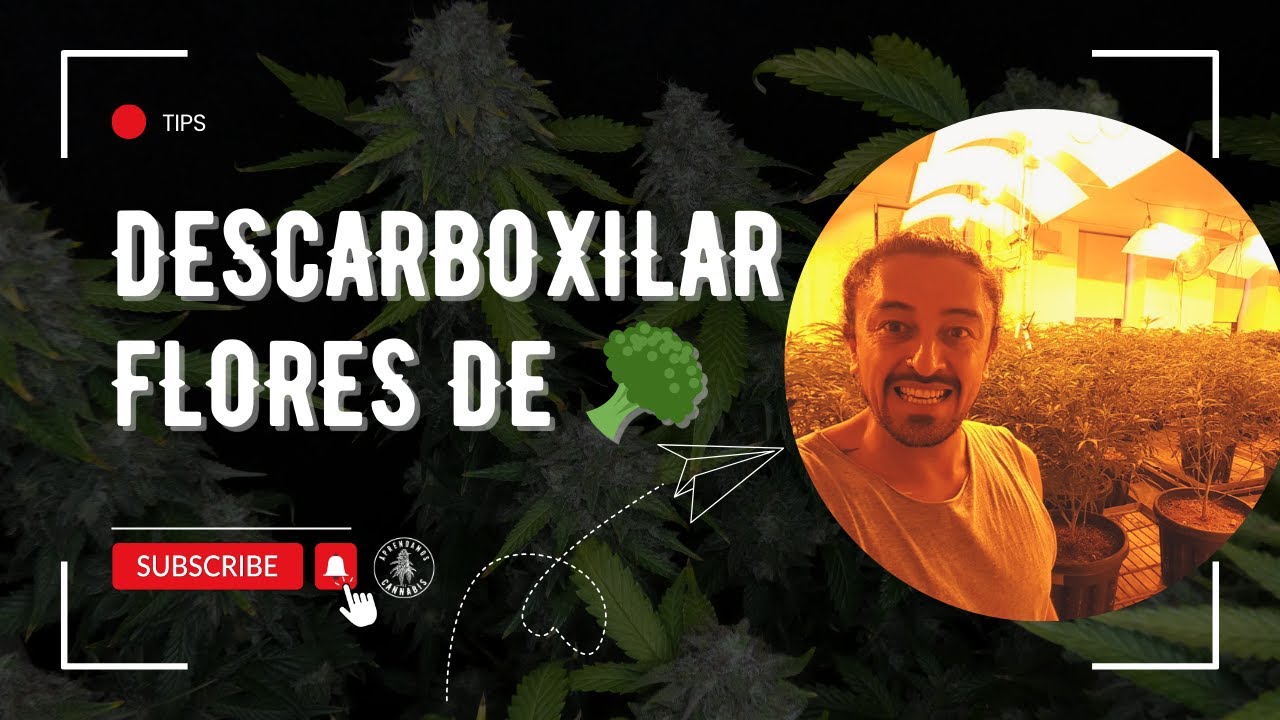Cómo Descarboxilar Cannabis Correctamente: Guía Rápida para un Consumo Responsable
