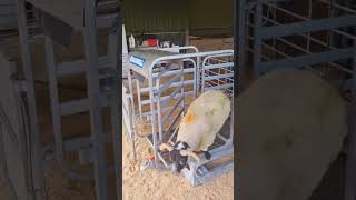 Weighing Horned Sheep in the Racewell Sheep Handler