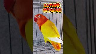 Favorite Mutation #shorts #lutinoopaline