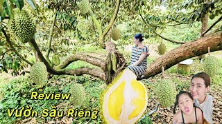 Review Vườn Sầu Riêng Khủng Nhà Dì Út| Tam Bình Vĩnh Long.