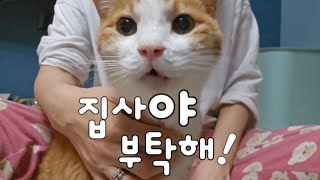 61마리를 돌보는 집사가 살아가는 이유/고양이 이닦이기/약먹이기/수액놓기/영양제먹이기