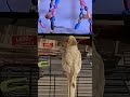 Cockatiel sounds #birds #cockatielsinging