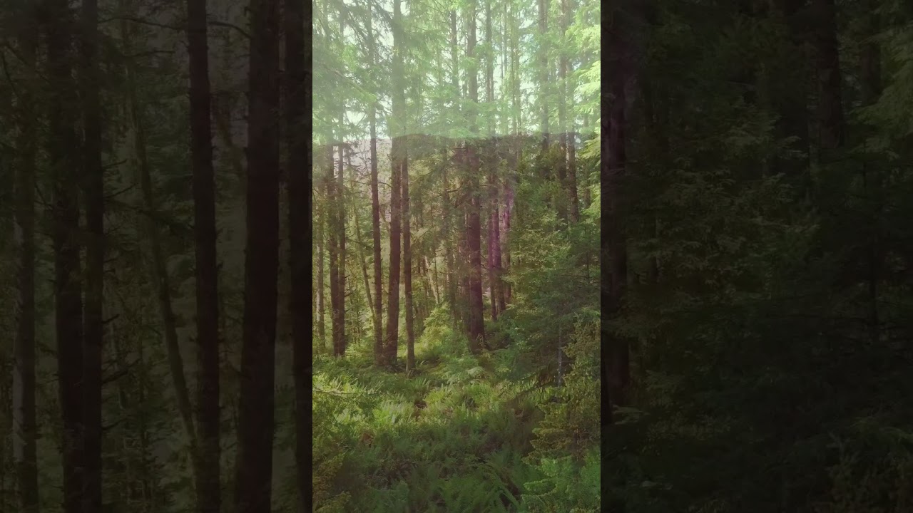 🌿 Deep Jungle Adventure | Mysterious Forest Sounds | Relaxing Nature Video