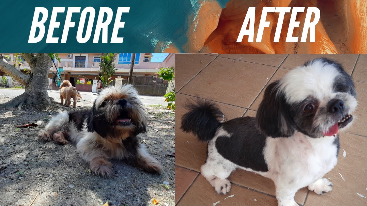 Best DOG Groomer In Ipoh HIGHLY IPOH DOG TRAINING YouTube