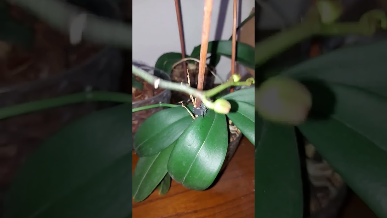 Solmuş Kurumuş Orkideye Bunu Yapın Capcanlı Ve bol bol çiçek Açıyor -  YouTube