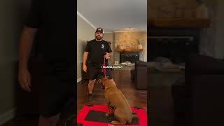 Day 3 of 30 of How To Train Your Dog || Introduction to No, and leash pressure.