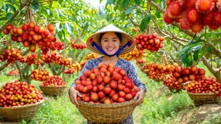 Download lagu Harvesting Over 1000 Kg of Rambutan and Various Tropical Fruits to Sell at the Market |Fruit Harvest