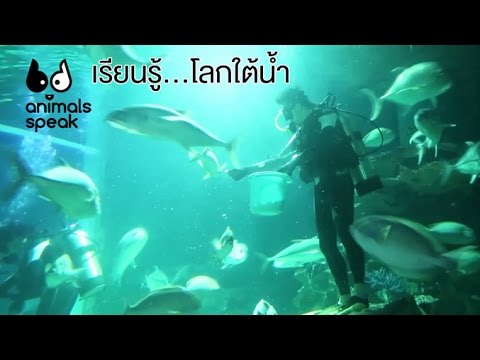 Animals Speak [by Mahidol] เรียนรู้...โลกใต้น้ำ