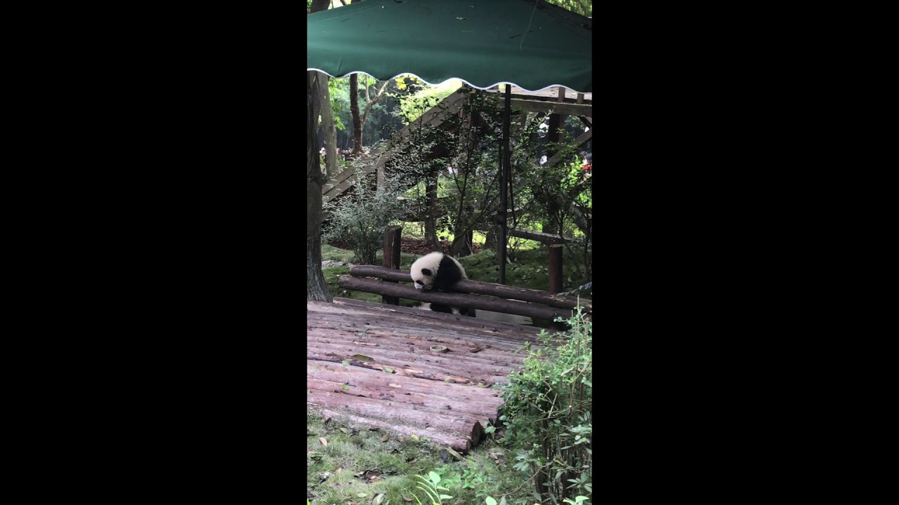 19年 オススメの旅行先 中国 成都 Vol 3 圧倒的パンダッ 100頭以上が集う成都ジャイアントパンダ繁殖研究基地 Tokyo Headline
