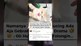 Nakal Banget Ini Kitten 
