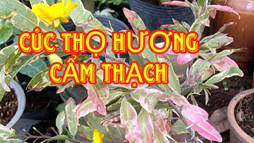 CÚC THỌ HƯƠNG LÁ CẨM THẠCH 0353832312 Nhi