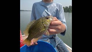 Catching fish to stock into our backyard pond!