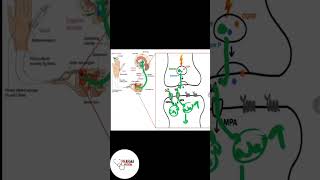 🔥Fentanyl Explained in 60 Sec 💉 | Deadly Yet Powerful!#Fentanyl #MedReels #LearnPharma #ShortsFeed 🚀