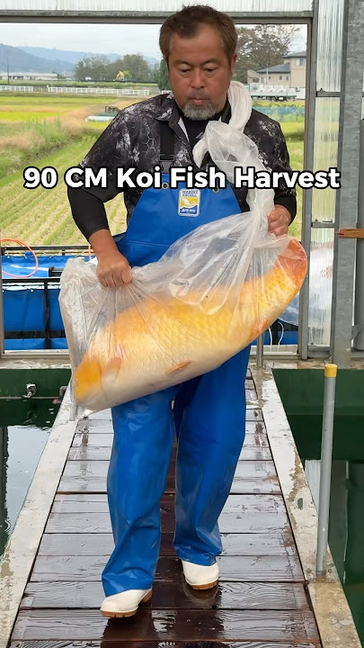 How heavy is 90cm Karashi Koi Fish ??? #koi #koifish #koifarm #nishikigoi #koilover