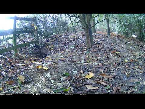 Chaffinch & Blackbirds