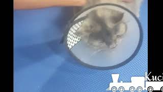 Trik Mandikan Kucing Galak. Sampai-sampai Mau Gigit