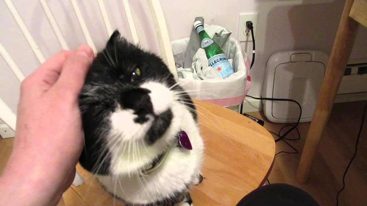 Mulligan Gives Me Mulligan Cat Love and I LOVE it!!! YouTube