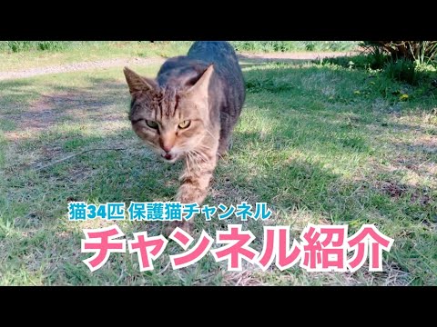 猫34匹 改めて チャンネル紹介 保護猫チャンネル Youtube