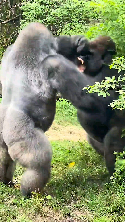 How Powerful Are Gorillas Compared To Humans? #gorilla #shorts