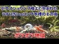 【アクアリウム水槽】うすじきシュリンプ水槽ポツポツ★が止まらない件
