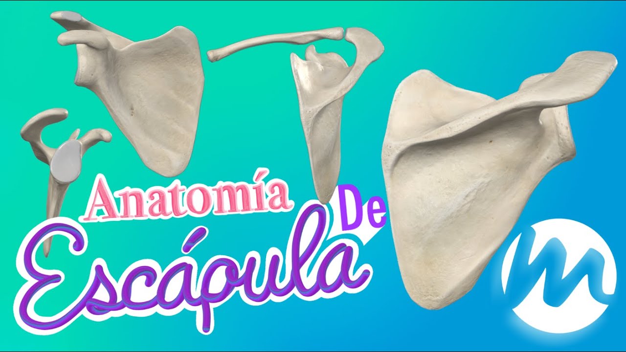 Anatomía ÓSEA de Miembro Superior [ESCÁPULA] + Quiz - YouTube