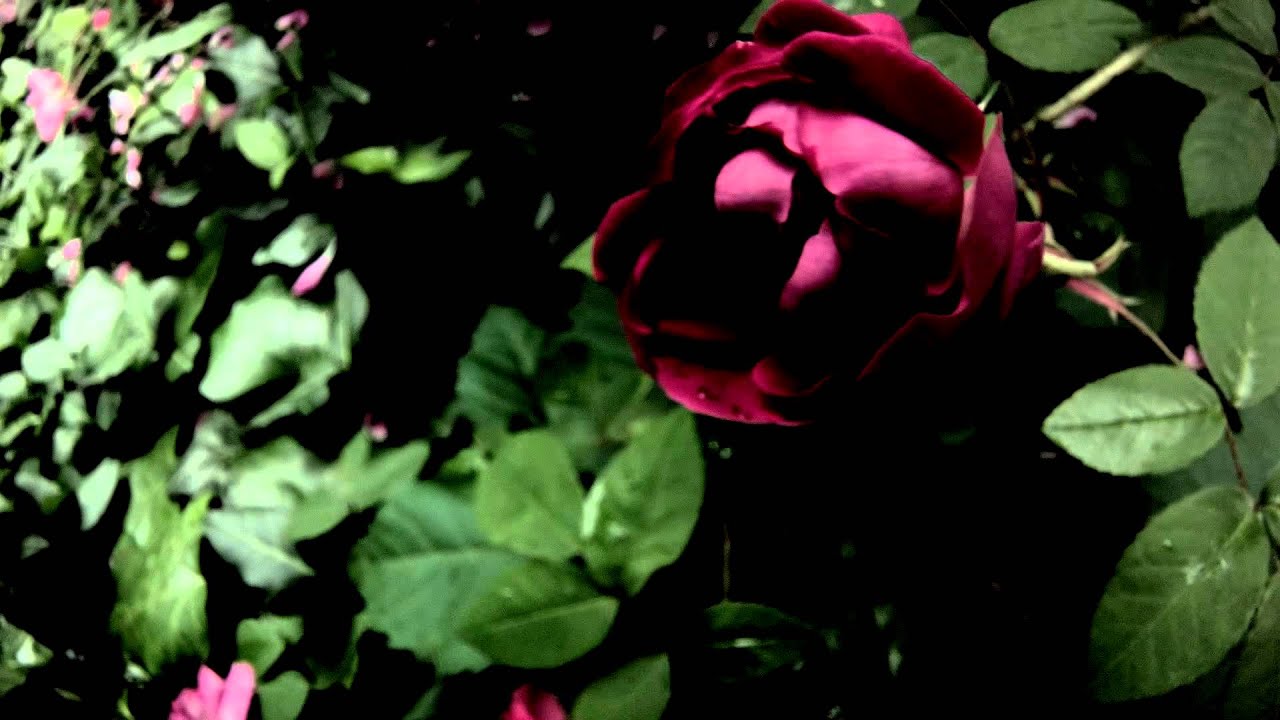 Botanical Series: Antique Roses