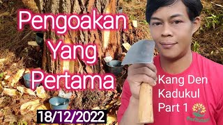 Sadap Pinus Untuk Pemula 2022