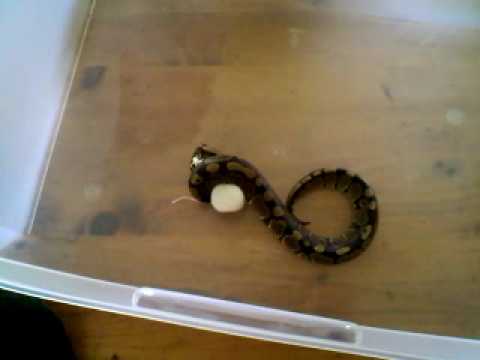 snake oil Snake Eats Mouse